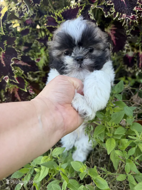 Aaron – Shih Tzu puppy for sale in Chariton, IA