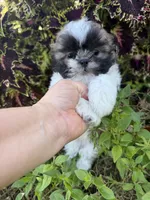 Aaron, a male Shih Tzu for sale in Chariton, IA – 1 of 10