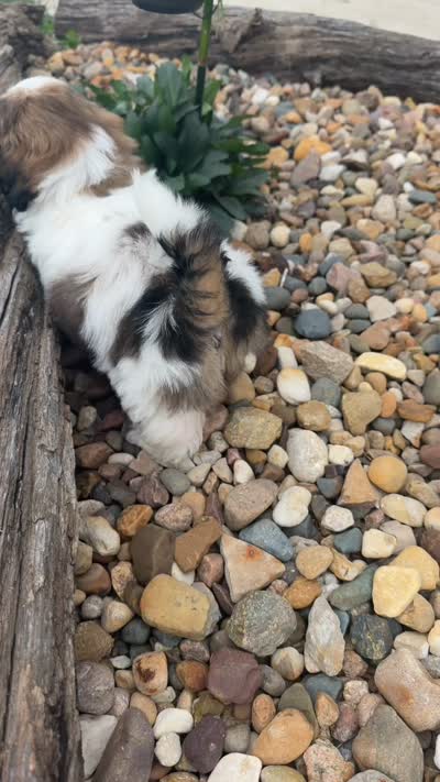 Marths, a female Shih Tzu for sale in Chariton, IA – 4 of 8