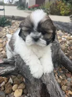 Marths, a female Shih Tzu for sale in Chariton, IA – 7 of 8