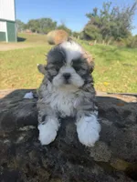 Abby, a female Shih Tzu for sale in Chariton, IA – 9 of 10