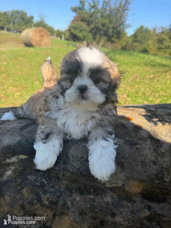 Abby – Shih Tzu puppy for sale in Chariton, IA