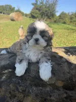 Abby, a female Shih Tzu for sale in Chariton, IA – 5 of 10