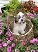 Sam, a male Shih Tzu for sale in Chariton, IA – 6 of 8