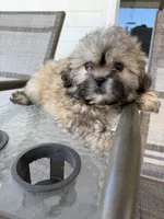Leo, a male Shih Tzu for sale in Chariton, IA – 6 of 6