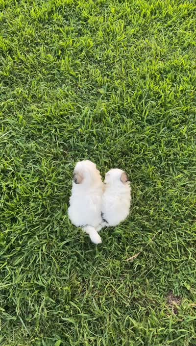 Romeo, a male Maltipoo for sale in Chariton, IA – 5 of 7