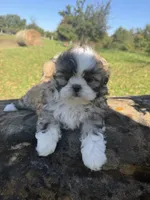 Abby, a female Shih Tzu for sale in Chariton, IA – 2 of 10