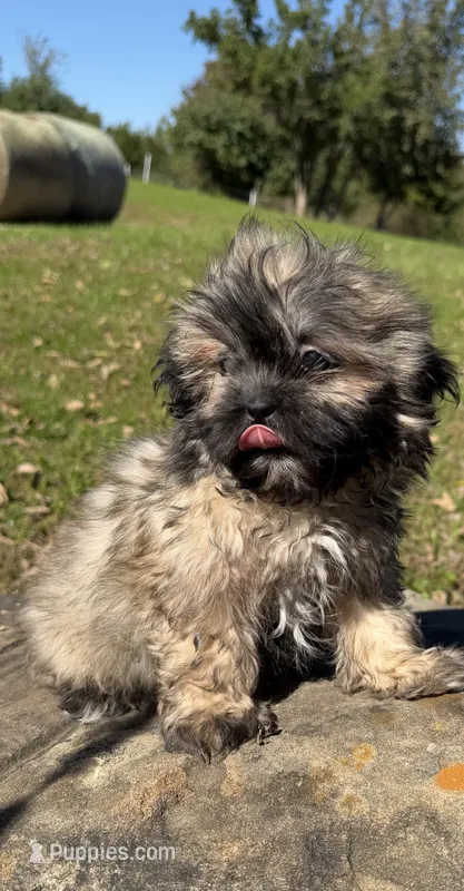 Lora – Shih Tzu puppy for sale in Chariton, IA