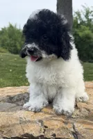 Peter, a male Poodle - Toy  for sale in Chariton, IA – 5 of 10