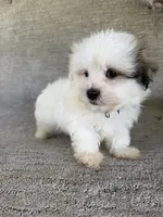 Romeo, a male Maltipoo for sale in Chariton, IA – 2 of 7
