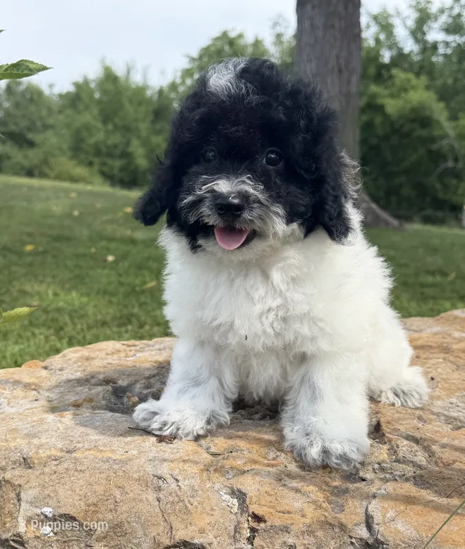 Peter – Poodle - Toy  puppy for sale in Chariton, IA