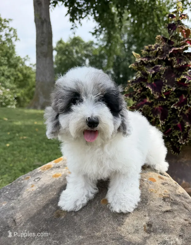 Liz – Poodle - Toy  puppy for sale in Chariton, IA