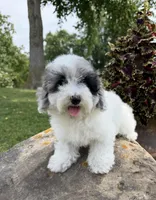 Liz, a female Poodle - Toy  for sale in Chariton, IA – 1 of 10
