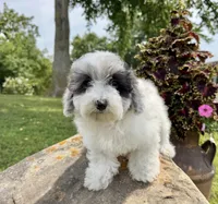 Liz, a female Poodle - Toy  for sale in Chariton, IA – 5 of 10