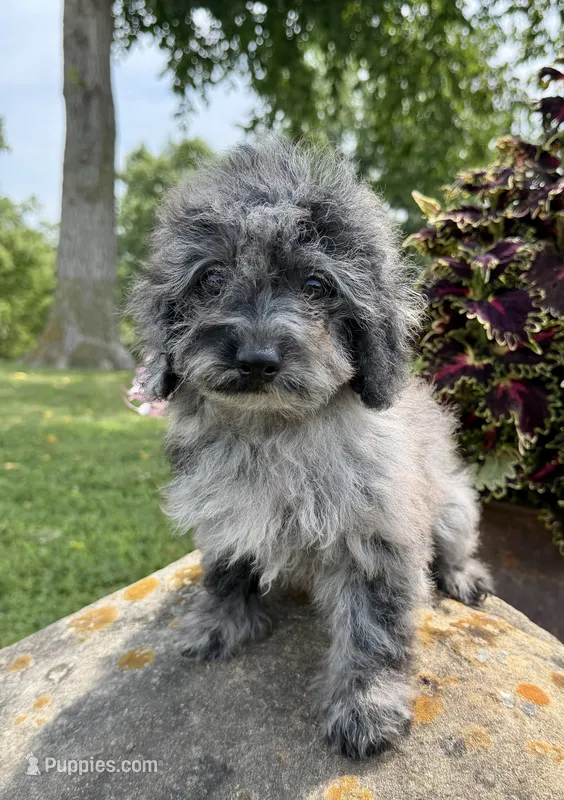 Lora – Poodle - Toy  puppy for sale in Chariton, IA