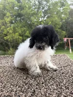 Peter, a male Poodle - Toy  for sale in Chariton, IA – 7 of 9