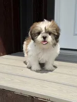 Les, a male Shih Tzu for sale in Chariton, IA – 5 of 9