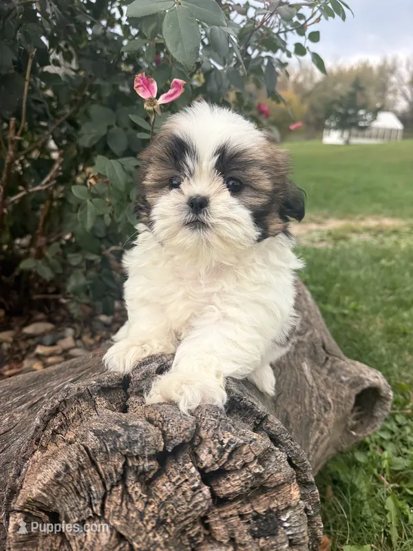 Mary – Shih Tzu puppy for sale in Chariton, IA