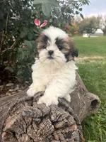 Mary, a female Shih Tzu for sale in Chariton, IA – 1 of 9