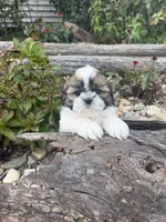 Mary, a female Shih Tzu for sale in Chariton, IA – 3 of 9