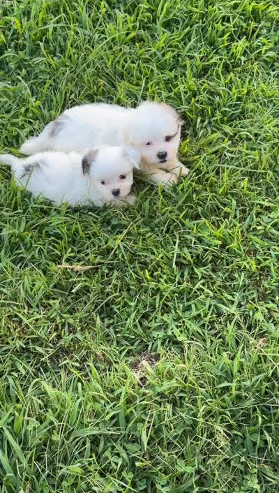 Romeo, a male Maltipoo for sale in Chariton, IA – 4 of 7