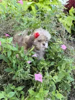 Lola, a female Shih Tzu for sale in Chariton, IA – 2 of 5