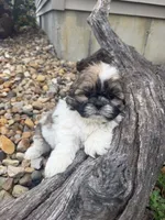 Mike, a male Shih Tzu for sale in Chariton, IA – 4 of 6