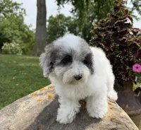 Liz, a female Poodle - Toy  for sale in Chariton, IA – 2 of 10
