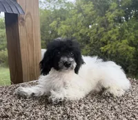 Peter, a male Poodle - Toy  for sale in Chariton, IA – 8 of 9