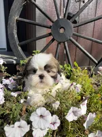 Austin, a male Shih Tzu for sale in Chariton, IA – 7 of 7