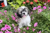 Dave, a male Shih Tzu for sale in Chariton, IA – 6 of 8
