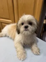 Peanut, a male Shih Tzu for sale in Chariton, IA – 3 of 10