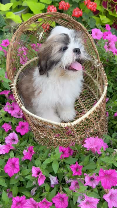 Sam, a male Shih Tzu for sale in Chariton, IA – 8 of 8