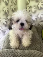 Shih-Tzu Female , a female Shih Tzu for sale in Chariton, IA – 2 of 9