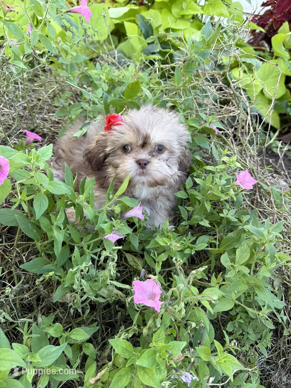 Lola – Shih Tzu puppy for sale in Chariton, IA