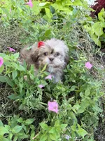 Lola, a female Shih Tzu for sale in Chariton, IA – 1 of 5