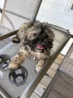 Lora, a female Shih Tzu for sale in Chariton, IA – 5 of 6