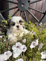 Austin, a male Shih Tzu for sale in Chariton, IA – 3 of 7
