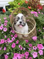 Sam, a male Shih Tzu for sale in Chariton, IA – 5 of 8