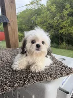Amber, a female Shih Tzu for sale in Chariton, IA – 3 of 10