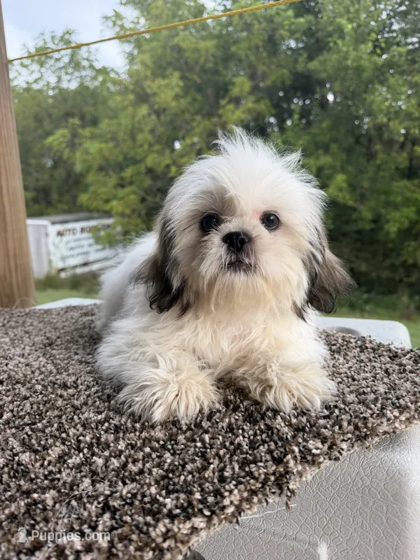 Amber – Shih Tzu puppy for sale in Chariton, IA
