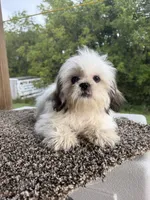 Amber, a female Shih Tzu for sale in Chariton, IA – 1 of 10