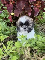 Aaron, a male Shih Tzu for sale in Chariton, IA – 2 of 10