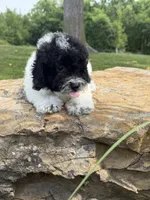 Peter, a male Poodle - Toy  for sale in Chariton, IA – 10 of 10