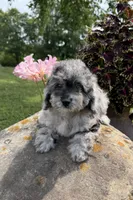 Lisa, a female Poodle - Toy  for sale in Chariton, IA – 4 of 10