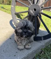 Steve, a male Shih Tzu for sale in Chariton, IA – 1 of 3