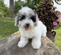 Liz, a female Poodle - Toy  for sale in Chariton, IA – 6 of 10