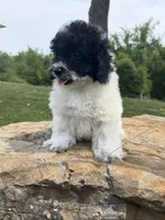 Peter, a male Poodle - Toy  for sale in Chariton, IA – 9 of 10