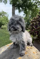 Lora, a female Poodle - Toy  for sale in Chariton, IA – 3 of 10