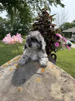 Lisa, a female Poodle - Toy  for sale in Chariton, IA – 10 of 10